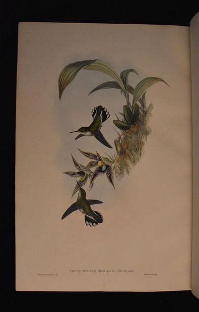 GOULD (John). A monograph of the trochilidae...