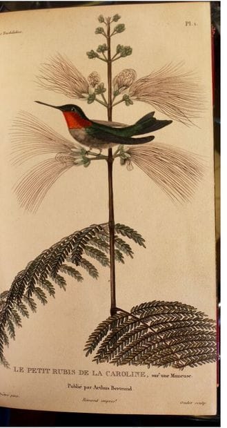 LESSON (René-Primevère). Histoire naturelle...