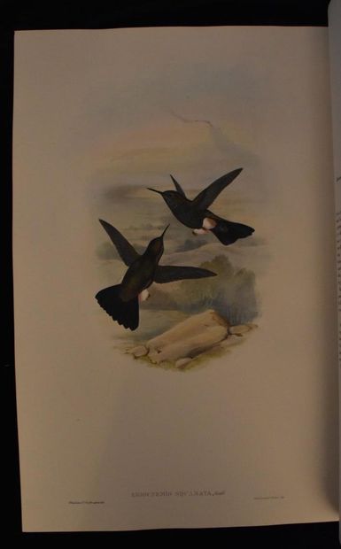 GOULD (John). A monograph of the trochilidae...