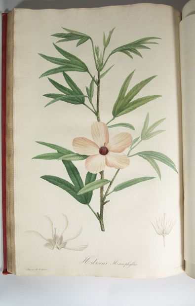 REDOUTÉ (Pierre-Joseph). VENTENAT (Étienne-Pierre)....