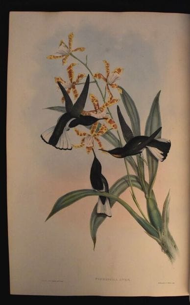 GOULD (John). A monograph of the trochilidae...