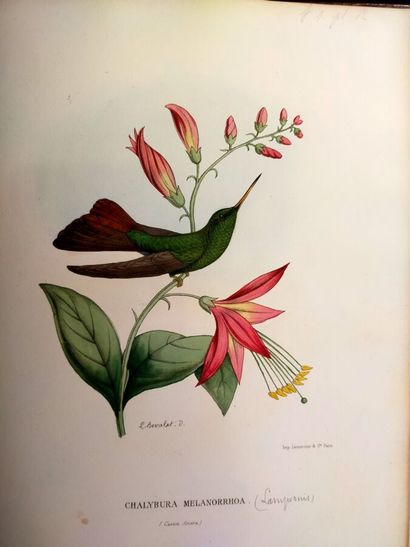 MULSANT (E.) et Édouard VERREAUX. Histoire...