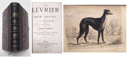 GREYHOUND RACES
by SAUVENIERE Alfred 
