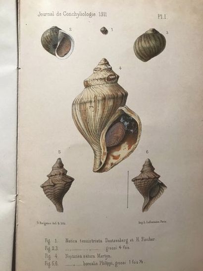 [CONCHYLIOLOGY] Journal of Conchylioloogy....