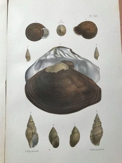 [CONCHYLIOLOGY] Journal of Conchylioloogy....