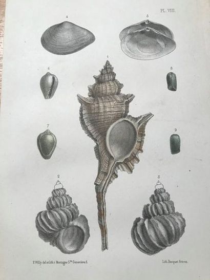 [CONCHYLIOLOGY] Journal of Conchylioloogy....