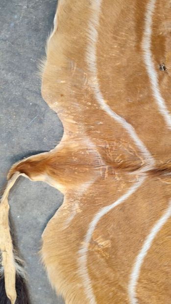 A set comprising various skins of Bovidae...