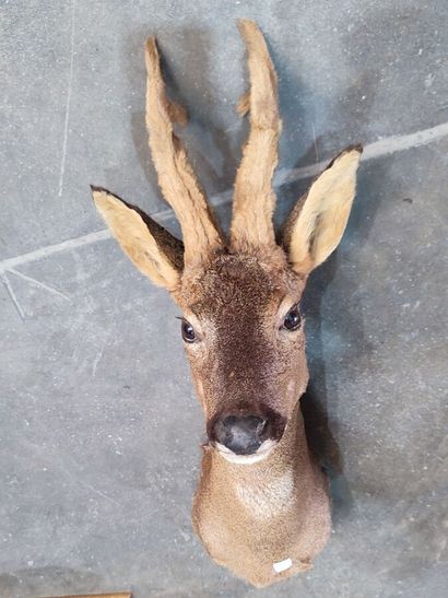 European roe deer (Capreolus capreolus) (CH):...