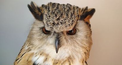 Hibou grand-duc d'Europe (II/A-CE) bagué...