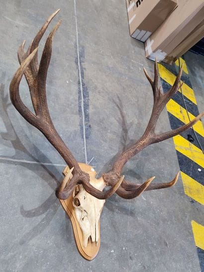 Red deer (Cervus elaphus) (CH): 
Very fine...