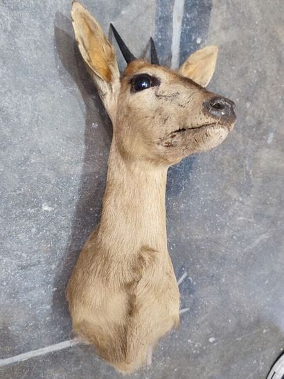 Southern Grimm's duiker (Sylvicapra grimmia...