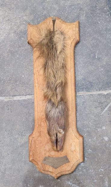 European wild boar (Sus scrofa) (CH) : 
Leg...