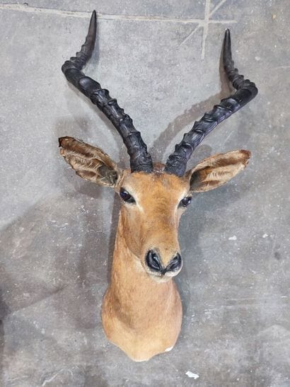 Impala (Aepyceros melampus) (CH):
Head in...