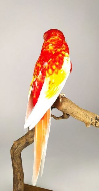 Perruche omnicolore (Platycercus eximius)...