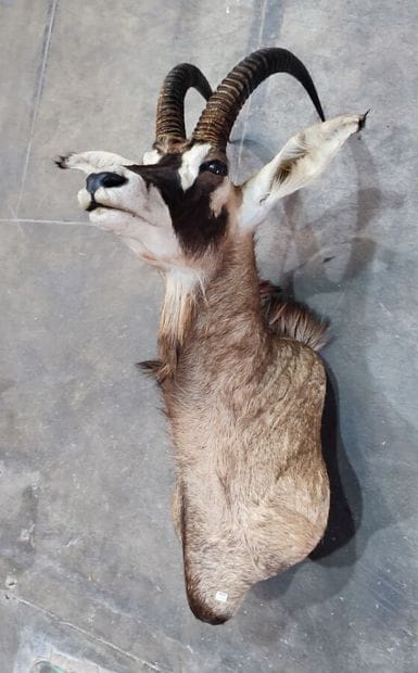 Hippotrague rouan de l'Ouest (Hippotragus...