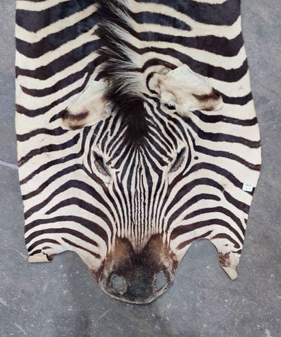 Burchell's zebra (Equus burchelli) (CH):
Beautiful...