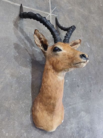 Impala (Aepyceros melampus) (CH):
Head in...