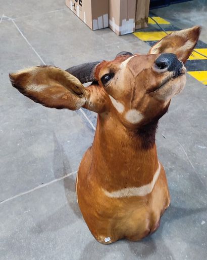 Western Bongo (Tragelaphus eurycerus eurycerus)...