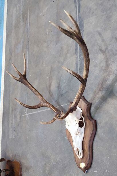 Red deer (Cervus elaphus) (CH): 
Massacre...