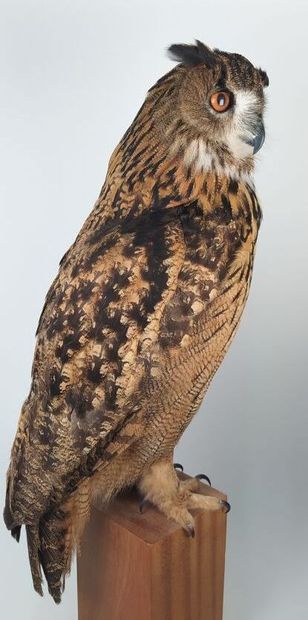 Hibou grand-duc d'Europe (II/A-CE) bagué...