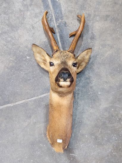 Asian roe deer or synonymously Siberian roe...