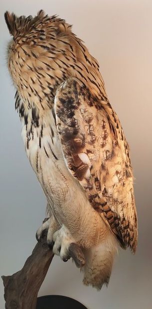 Hibou grand-duc d'Europe (II/A-CE) bagué...