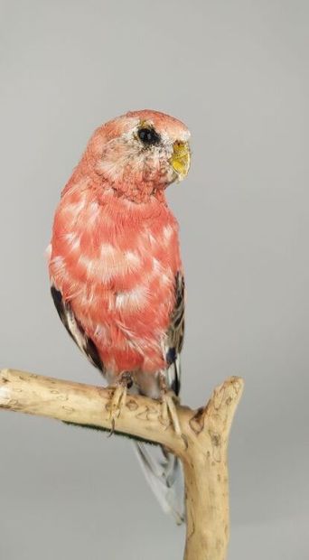 Perruche de Bourke (Neopsephotus Bourkii)...