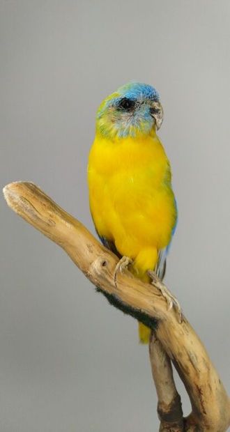 Perruche turquoisine (Neophema pulchella)...