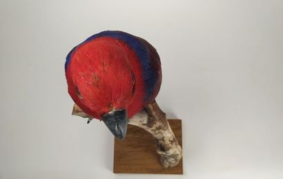 Perroquet grand eclectus (Eclectus roratus)...