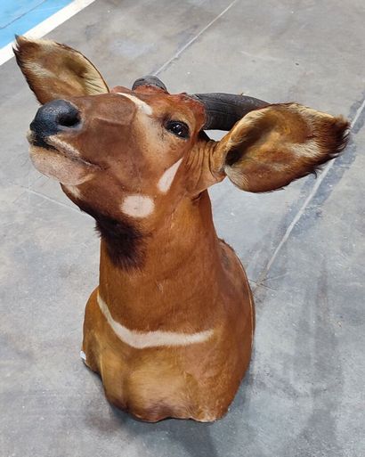Western Bongo (Tragelaphus eurycerus eurycerus)...