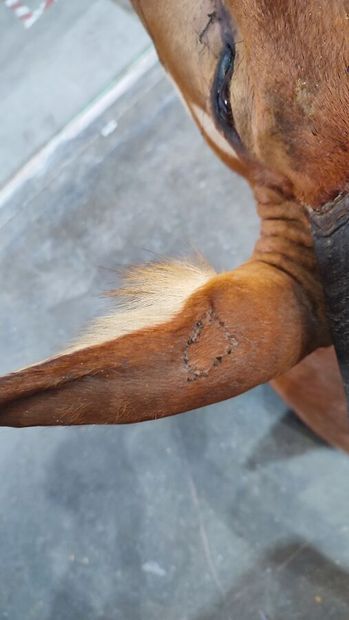 Western Bongo (Tragelaphus eurycerus eurycerus)...