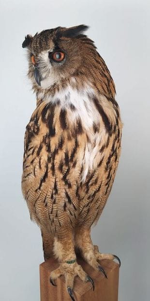 Hibou grand-duc d'Europe (II/A-CE) bagué...