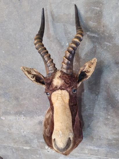 Blesbok (Damaliscus dorcas phillipsi) (CH):
Head...