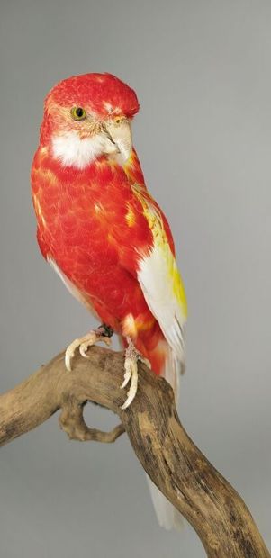 Perruche omnicolore (Platycercus eximius)...