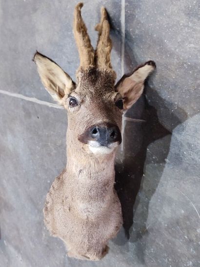 Chevreuil d'Europe (Capreolus capreolus)...