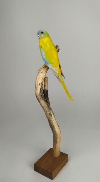 Perruche turquoisine (Neophema pulchella)...