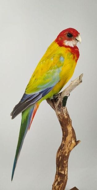 Perruche omnicolore à manteau d'or (Platycercus...