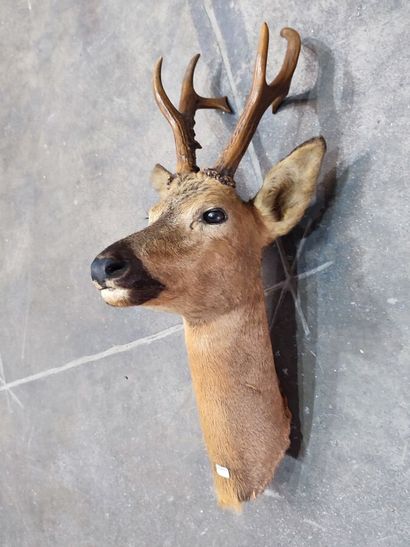 Asian roe deer or synonymously Siberian roe...