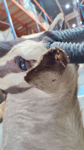 Kalahari Oryx gemsbok (Oryx gazella gazella)...