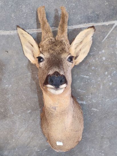 European roe deer (Capreolus capreolus) (CH):...