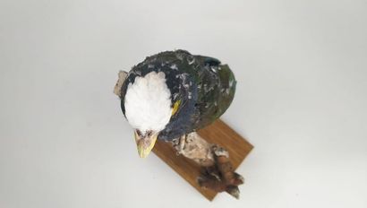 Pione à couronne blanche (Pionus senilis)...