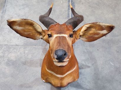 Western Bongo (Tragelaphus eurycerus eurycerus)...