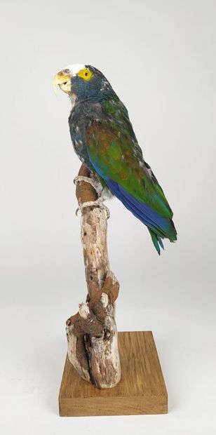 Pione à couronne blanche (Pionus senilis)...