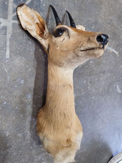 Ourébi (Ourebia ourebi) (CH) : 
Tête en cape...