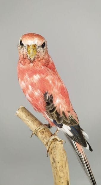 Perruche de Bourke (Neopsephotus Bourkii)...