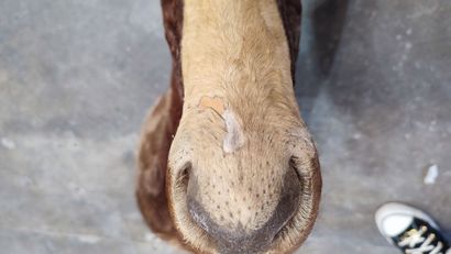 Blesbok (Damaliscus dorcas phillipsi) (CH):
Head...