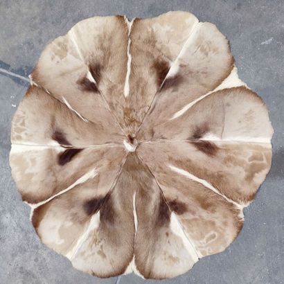 A set comprising various skins of Bovidae...