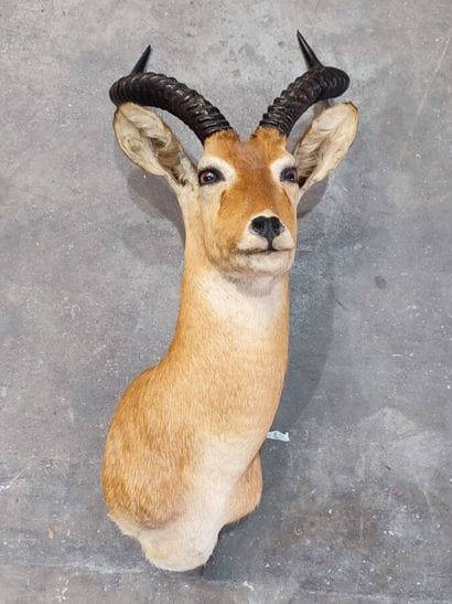 Cobe de Buffon (Kobus kob) (CH) : 
Tête en...