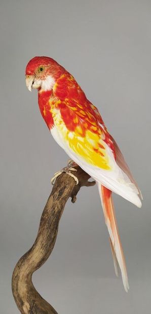 Perruche omnicolore (Platycercus eximius)...