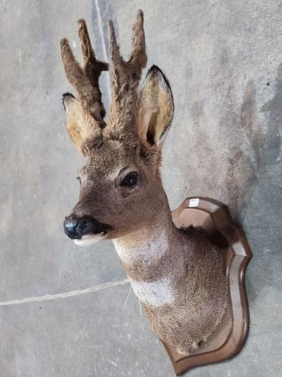 European roe deer (Capreolus capreolus) (CH)...